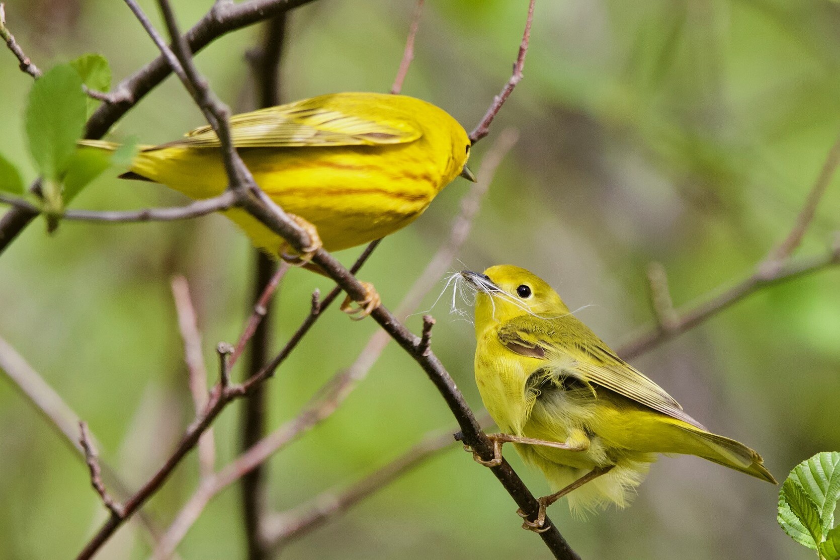 Breeding pair of Yellow Warblers (Setophaga aestiva) in Waterville, Maine by Jshamgochian is licensed under CC BY-SA 4.0.